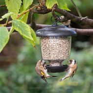 Jacobi Jayne Little Lantern Bird Feeder – 0.9L 