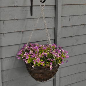 Smart Garden Basket Lilac Lobelia - 25cm