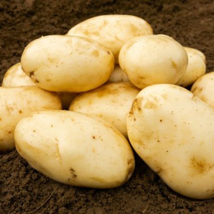 Interntional Kidney Seed Potatoes 2KG Appro. 20-25 tubers 