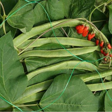 Smart Garden Pea & Bean Netting - 2m x 10m