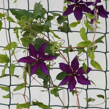 Smart Garden Climbing Plant and Fencing Mesh - 50mm, 0.5m x 5m