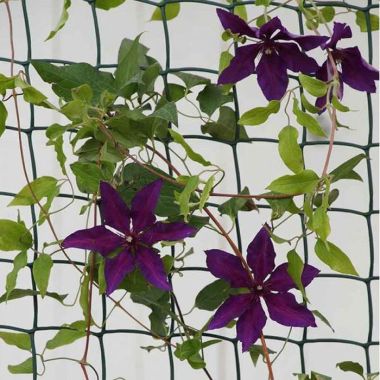 Smart Garden Climbing Plant and Fencing Mesh - 50mm, 1m x 5m