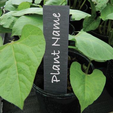 Slate Plant Labels - Pack of 5