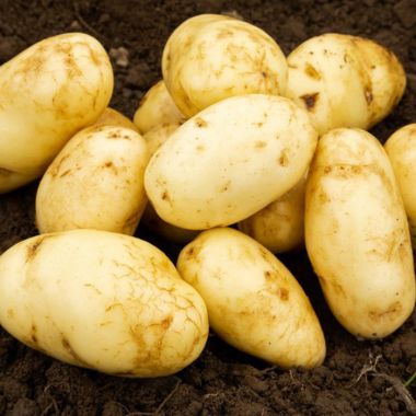 Arran Pilot Seed Potatoes, 2kg - First Early