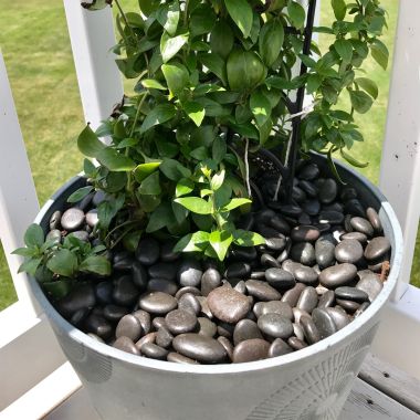 Plant Pot Toppers - Black River Pebbles, 2.2kg