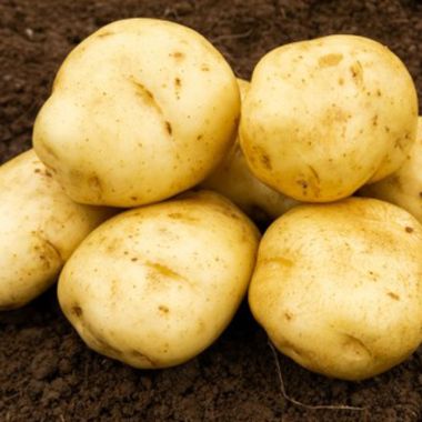 British Queen Seed Potatoes, 2kg - Second Early
