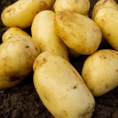 Charlotte Seed Potatoes, 2kg - Second Early