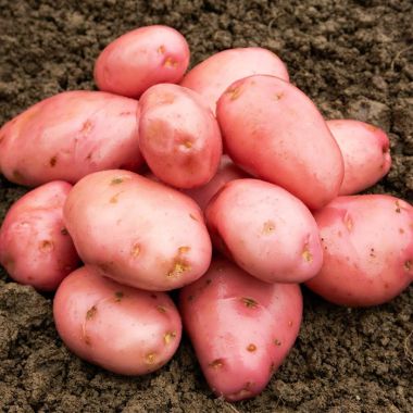 Desiree Seed Potatoes, 2kg - Maincrop