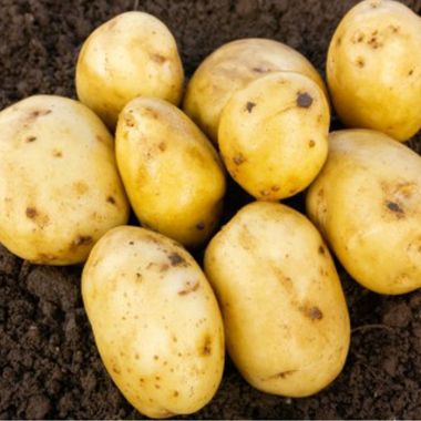 Duke of York Seed Potatoes, 2kg - First Early