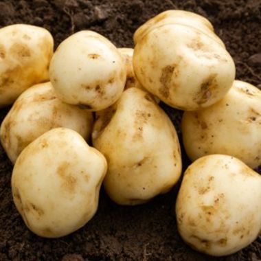 Formost Seed Potatoes, 2kg - First Early