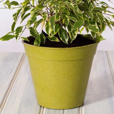 Haxnicks Compostable Bamboo 8” Plant Pot – Sage Green