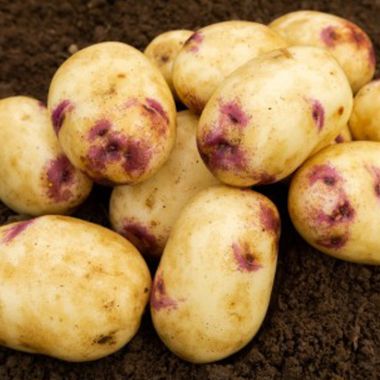 Kestrel Seed Potatoes, 2kg - Second Early