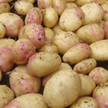 King Edward Seed Potatoes, 2kg - Maincrop
