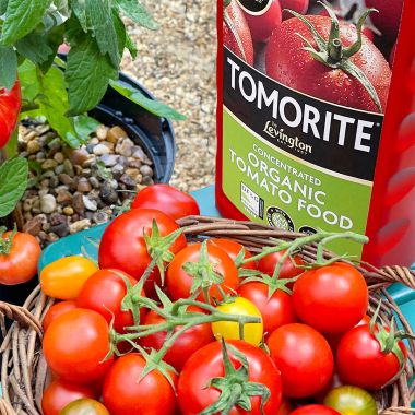 Levington Tomorite Concentrated Organic Tomato Food - 1 Litre
