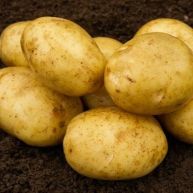 Marfona Seed Potatoes, 2kg - Second Early