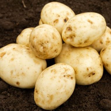 Maris Bard Seed Potatoes, 2kg - First Early