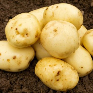 Maris Peer Seed Potatoes, 2kg - Second Early