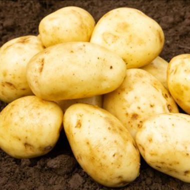 Maris Piper Seed Potatoes, 2kg - Maincrop