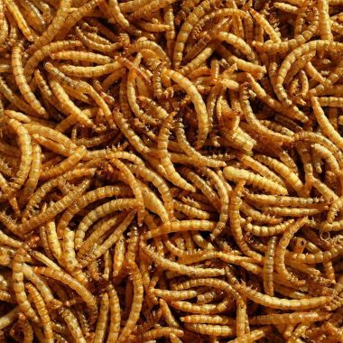 RSPB Mealworms - 100g