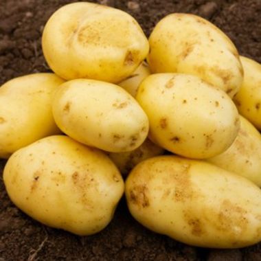 Nicola Seed Potatoes, 2kg - Second Early