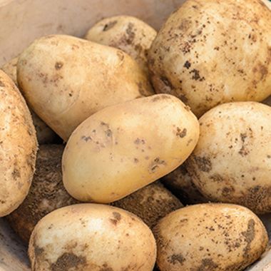 Pentland Dell Seed Potatoes, 2kg - Maincrop