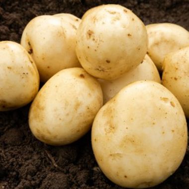 Pentland Javelin Seed Potatoes, 2kg - First Early
