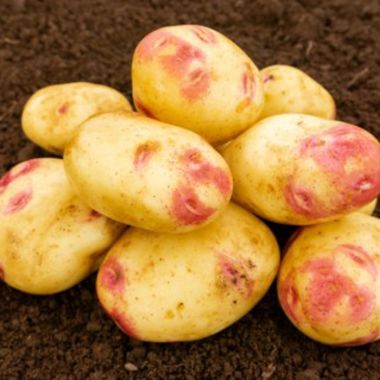 Picasso Seed Potatoes, 2kg - Maincrop