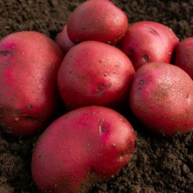Red Duke of York Seed Potatoes, 2kg - First Early