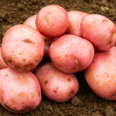 Sarpo Mira Seed Potatoes, 2kg - Maincrop