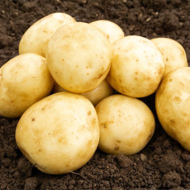 Saxon Seed Potatoes, 2kg – Second Early