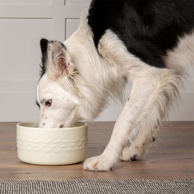 Scruffs Icon Dog Water Bowl - Cream
