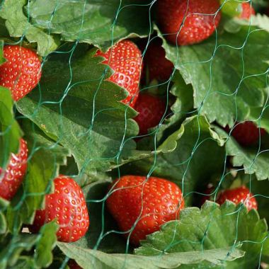 Smart Garden 15mm Fruit Garden Netting, Green – 2m x 5m