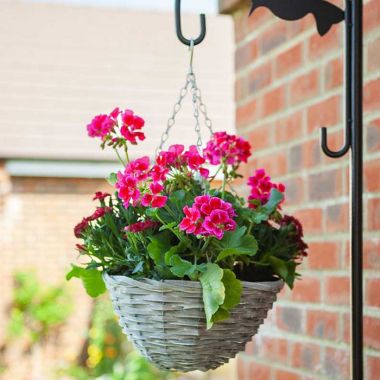 Smart Garden Sable Willow Hanging Basket – 12in