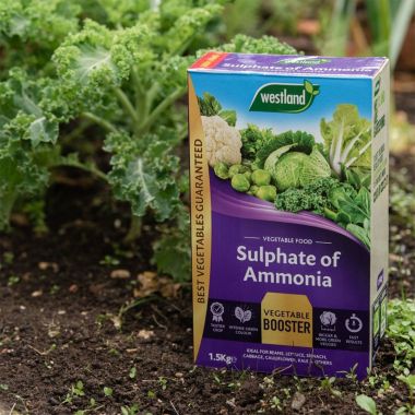 Westland Sulphate Of Ammonia Vegetable Food - 1.5kg