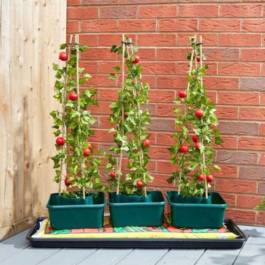 Smart Garden Tomato Gro-Box – Pack of 3