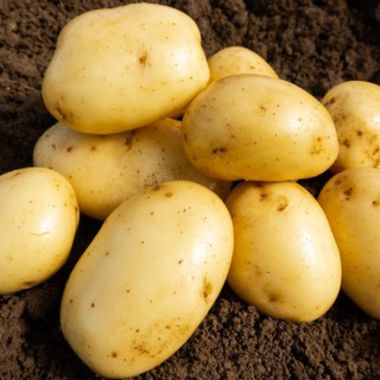 Wilja Seed Potatoes, 2kg - Second Early