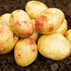 Cara Seed Potatoes, 2kg - Maincrop