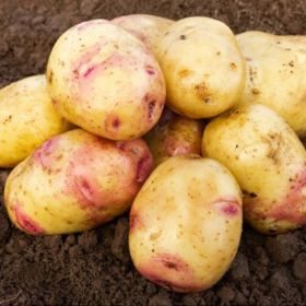 Carolus Seed Potatoes, 2kg - Maincrop