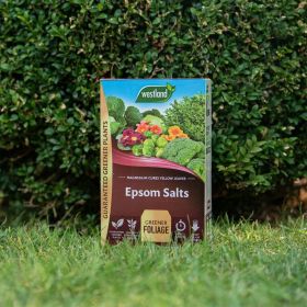 Westland Epsom Salts Foliage Greener - 1.5kg