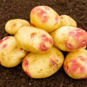 Picasso Seed Potatoes, 2kg - Maincrop
