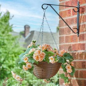 Smart Garden Begonia Blooms Regal Hanging Basket - 12in