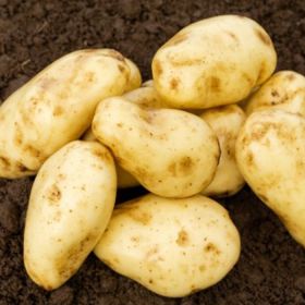 Sharpes Express Seed Potatoes, 2kg - First Early