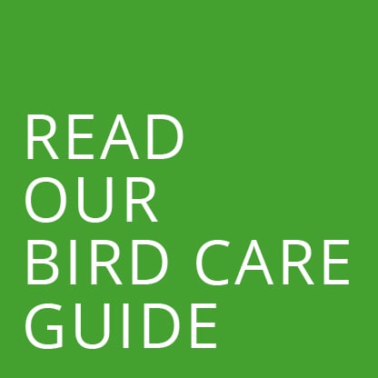 Bird Care Guide