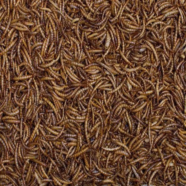 DRIED MEALWORMS & CALCIWORMS