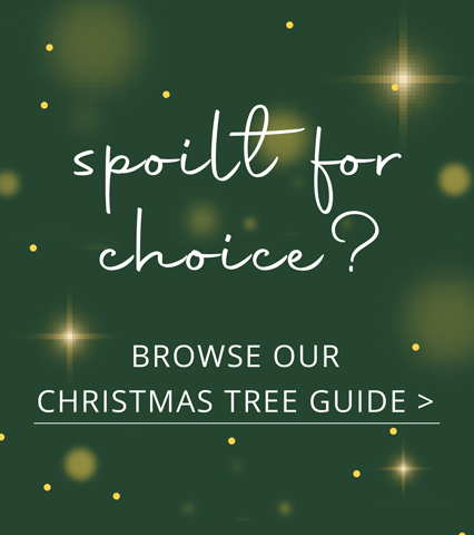 Christmas Tree Guide