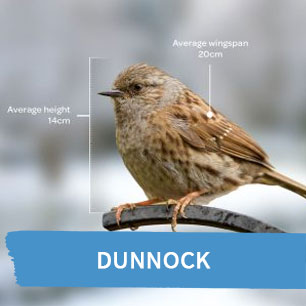 Dunnock