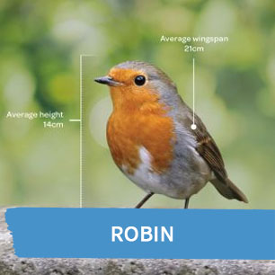 Robin